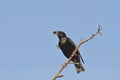 Common Starling - Sturnus vulgaris Royalty Free Stock Photo