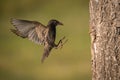 The Common Starling, Sturnus vulgaris Royalty Free Stock Photo