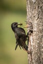 The Common Starling, Sturnus vulgaris Royalty Free Stock Photo