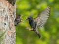 The Common Starling, Sturnus vulgaris