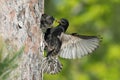 Common Starling, Sturnus vulgaris Royalty Free Stock Photo