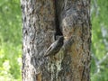 Common Starling (Sturnus vulgaris) feeding fledgling in tree hollow in spring