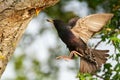 Common Starling Sturnus vulgaris flies to the nest with some insect, feeds its chick. Close up Royalty Free Stock Photo