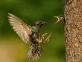 The Common Starling, Sturnus vulgaris is flying with some insect to feed its chick