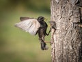 The Common Starling, Sturnus vulgaris Royalty Free Stock Photo