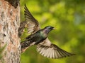 The Common Starling, Sturnus vulgaris Royalty Free Stock Photo