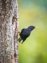 The Common Starling, Sturnus vulgaris Royalty Free Stock Photo