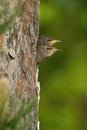 The Common Starling, Sturnus vulgaris Royalty Free Stock Photo