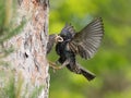 The Common Starling, Sturnus vulgaris Royalty Free Stock Photo