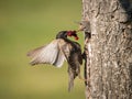 The Common Starling, Sturnus vulgaris Royalty Free Stock Photo