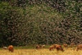 The common starling (Sturnus vulgaris) a large flock of birds above a herd of cows Royalty Free Stock Photo