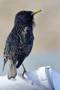 Common starling sturnus vulgaris