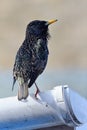 Common starling sturnus vulgaris