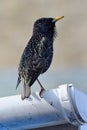 Common starling sturnus vulgaris