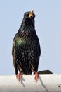 Common starling sturnus vulgaris