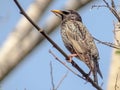 Common starling Sturnus vulgaris. Single bird perching on an a tree branch near lake in a bright April day. Beautiful small bird, Royalty Free Stock Photo