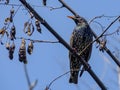 Common starling Sturnus vulgaris. Single bird perching on an a tree branch near lake in a bright April day. Beautiful small bird, Royalty Free Stock Photo