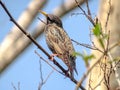 Common starling Sturnus vulgaris. Single bird perching on an a tree branch near lake in a bright April day. Beautiful small bird, Royalty Free Stock Photo