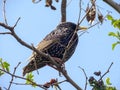 Common starling Sturnus vulgaris. Single bird perching on an a tree branch near lake in a bright April day. Beautiful small bird, Royalty Free Stock Photo