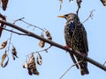 Common starling Sturnus vulgaris. Single bird perching on an a tree branch near lake in a bright April day. Beautiful small bird, Royalty Free Stock Photo