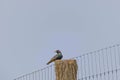 Common starling -Sturnus vulgaris- sitting on a fence