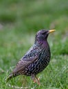 StarlingSturnus vulgaris sitting on the grass