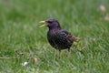 StarlingSturnus vulgaris sitting on the grass