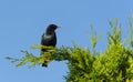 The common starling Sturnus vulgaris Royalty Free Stock Photo