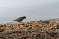 Common starling (Sturnus vulgaris) A small bird looking for food on the shores of a lake Royalty Free Stock Photo