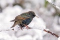 Common Starling - Sturnus vulgaris on a snow covered branch. Royalty Free Stock Photo