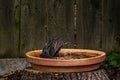 Common starling, Sturnus vulgaris, splashing and preening feathers in a garden bird bath Royalty Free Stock Photo