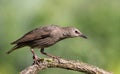 Common starling, Sturnus vulgaris. A young bird sits on a beautiful branch on a blurry background Royalty Free Stock Photo