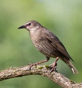 Common starling, Sturnus vulgaris. A young bird sits on a beautiful branch on a blurry background Royalty Free Stock Photo