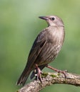 Common starling, Sturnus vulgaris. A young bird sits on a beautiful branch on a blurry background Royalty Free Stock Photo