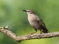 Common starling, Sturnus vulgaris. A young bird sits on a beautiful branch on a blurry background Royalty Free Stock Photo