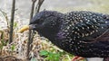 The common starling UK Royalty Free Stock Photo