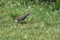 Common starling walking on grass closeup view with selective focus on foreground Royalty Free Stock Photo