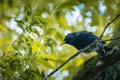 Common starling (Sturnus vulgaris) perched atop a tree branch