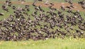 Common Starling & x28;Sturnus vulharis& x29; lives in crowded flocks.