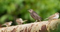 Common starling, a young bird sits on an old gas pipe, in the company of Eurasian tree sparrow Royalty Free Stock Photo