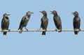 Common starlings on electrical wire
