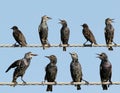 A Common starlings on electrical wire unusual view