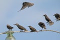 Seven Common starlings on electrical wire unusual view Royalty Free Stock Photo