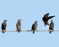 Common starlings fighting on electrical wire unusual view Royalty Free Stock Photo