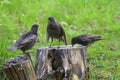 Common starlings in a garden