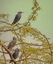 Common Starlings resting on a tree Royalty Free Stock Photo
