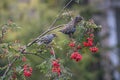Common starlings sits on a rowan branch. Red rowan berrie in birds` beak. There are many bunch ripe red berries on the tree.
