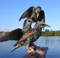 Common starlings sitting on a human hand