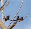 Common starlings Sturnus vulgaris Three birds perching on an a tree branch in a bright March day. Beautiful birds, looking for l Royalty Free Stock Photo