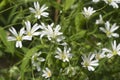 Common starwort